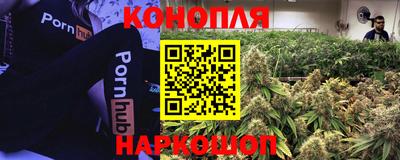 тгк Кингисепп